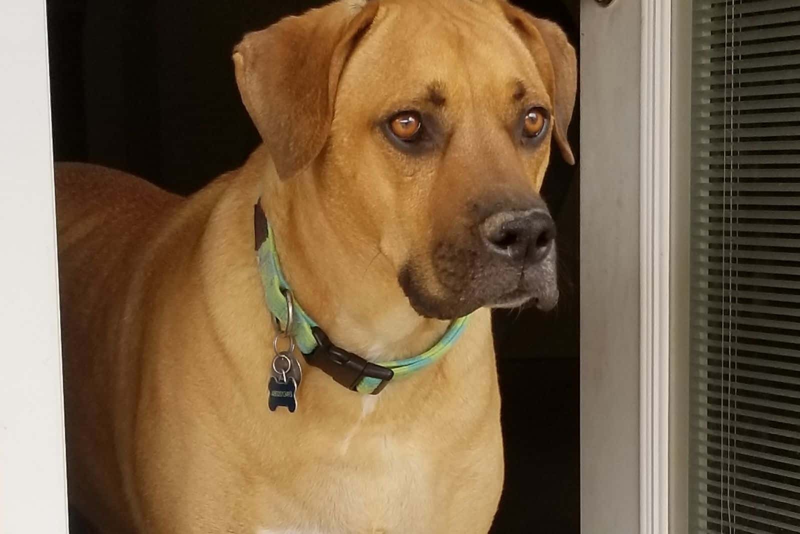 great dane mix breed standing in the doorway looking outside