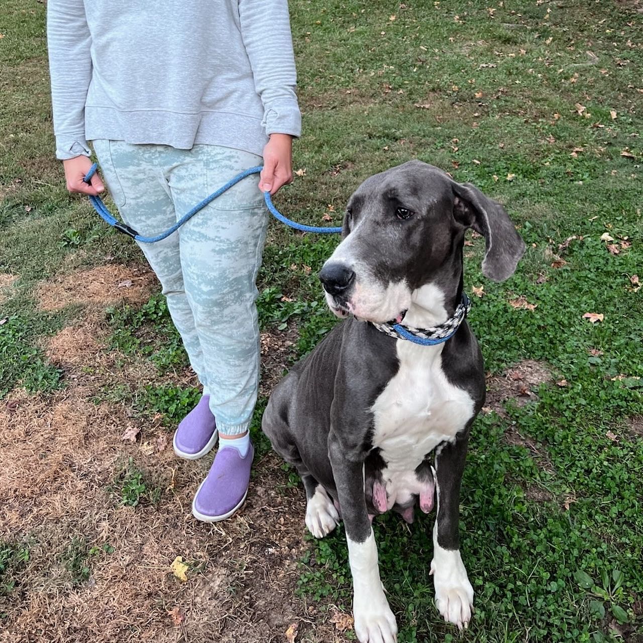 great dane on a leash sitting next to woman