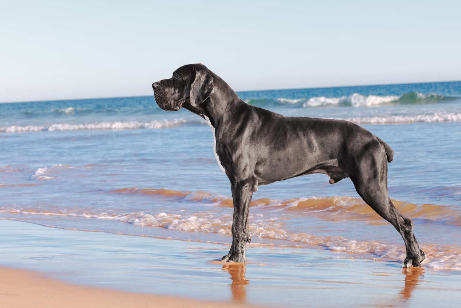 great dane on the beach