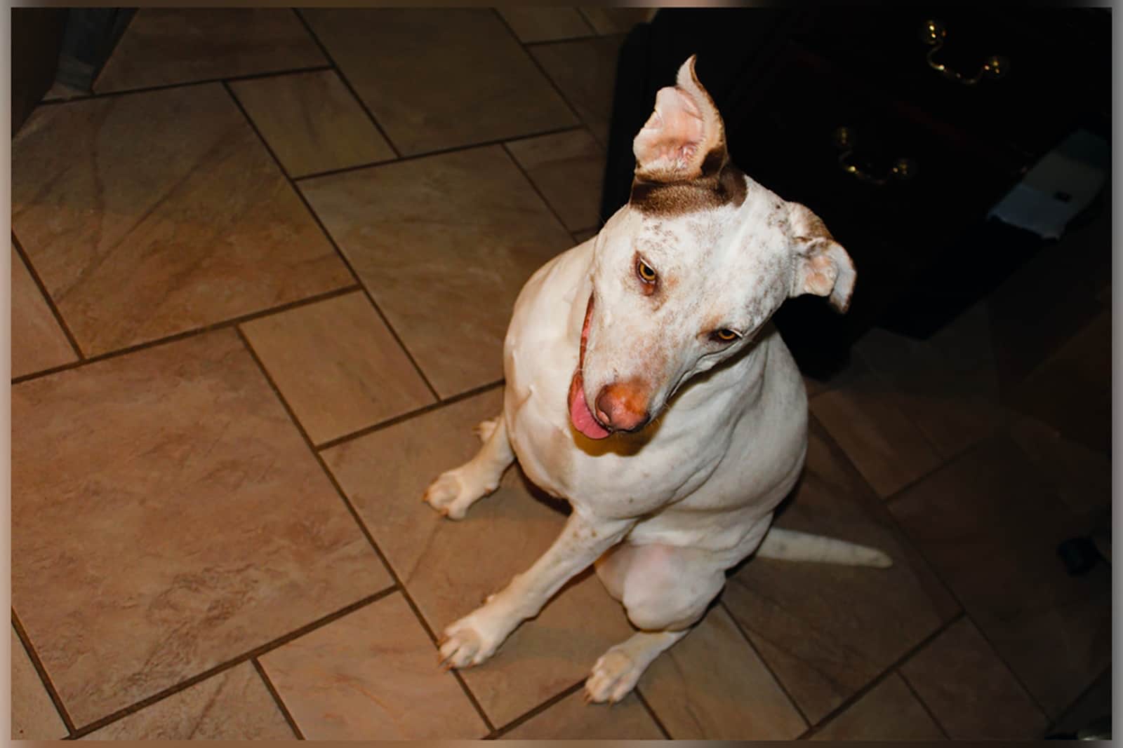 great dane pitbull mix sitting on the floor