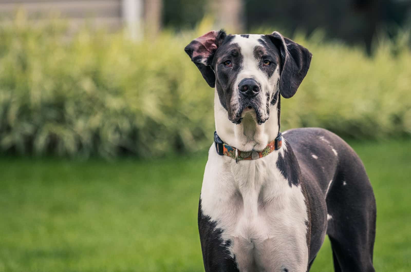 great dane posing