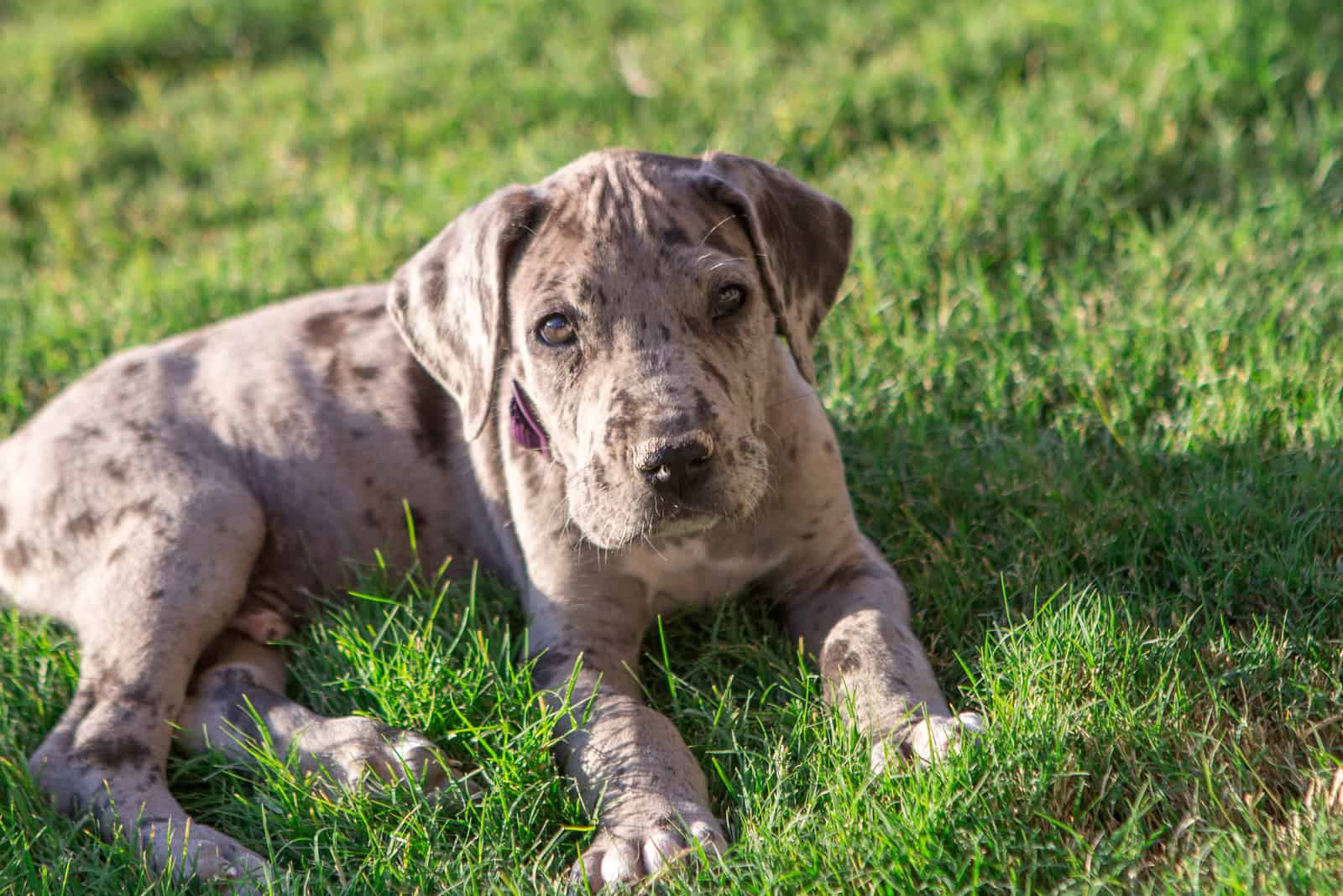 Great Dane Puppy on green grass