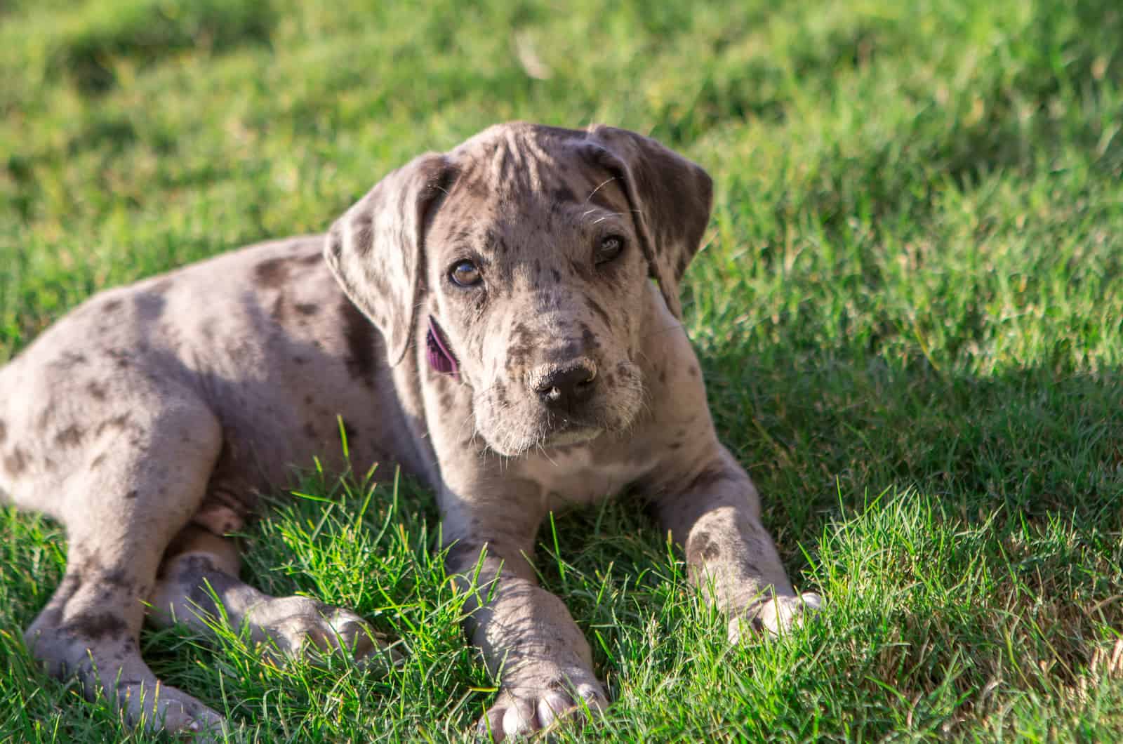 great dane puppy on green grass