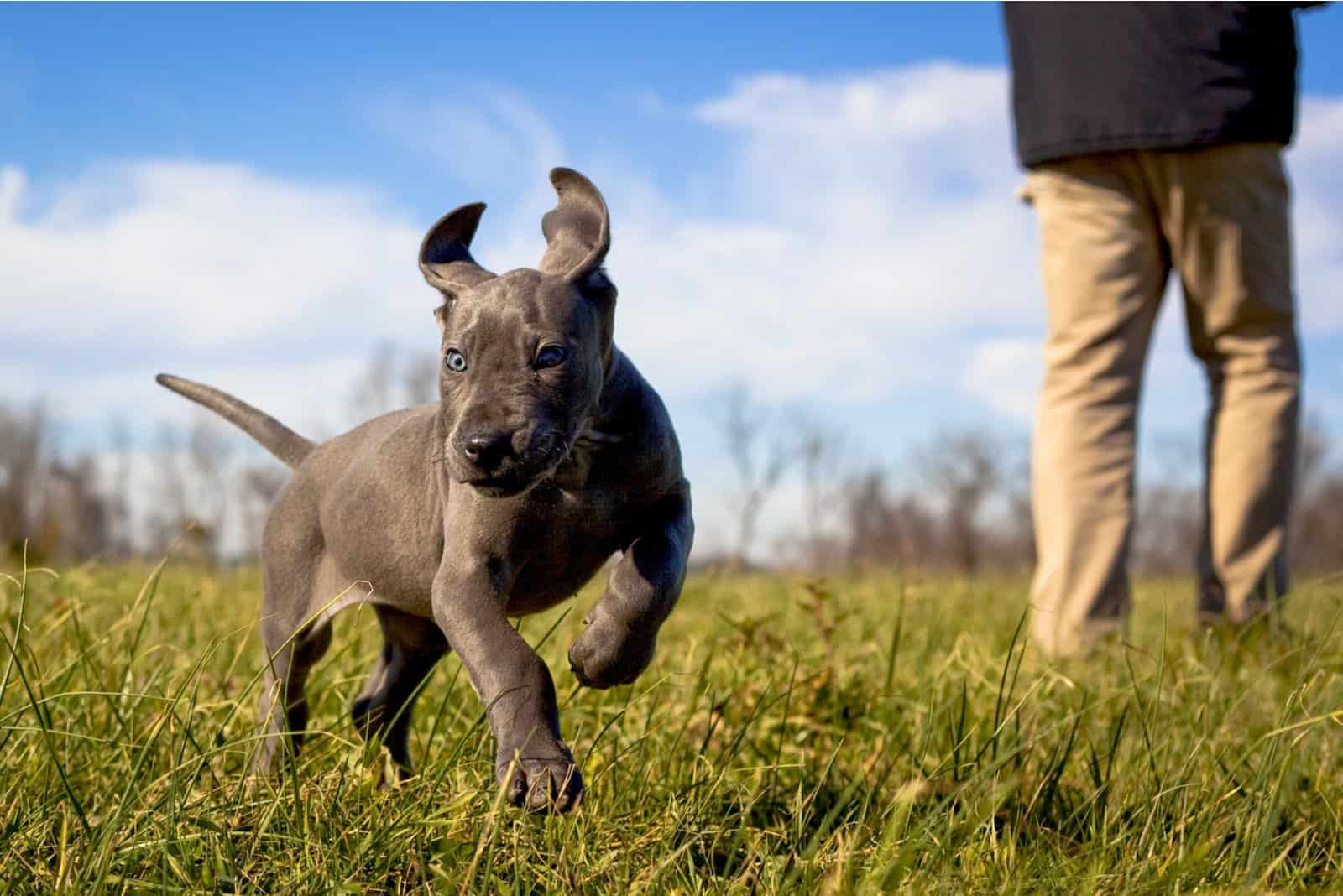 great dane puppy running