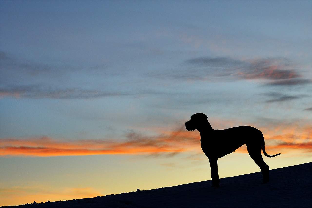 great dane silhouette