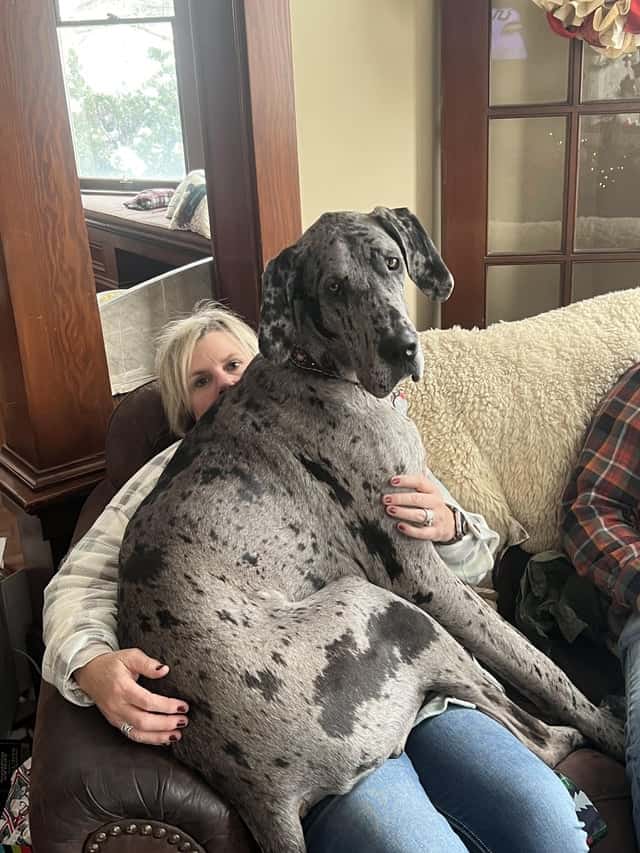 great dane sits in woman's lap