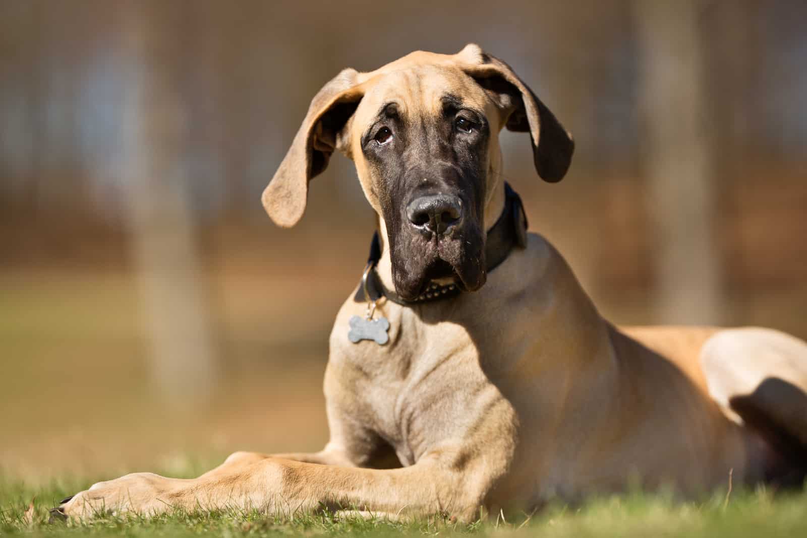 Great Dane sitting outside