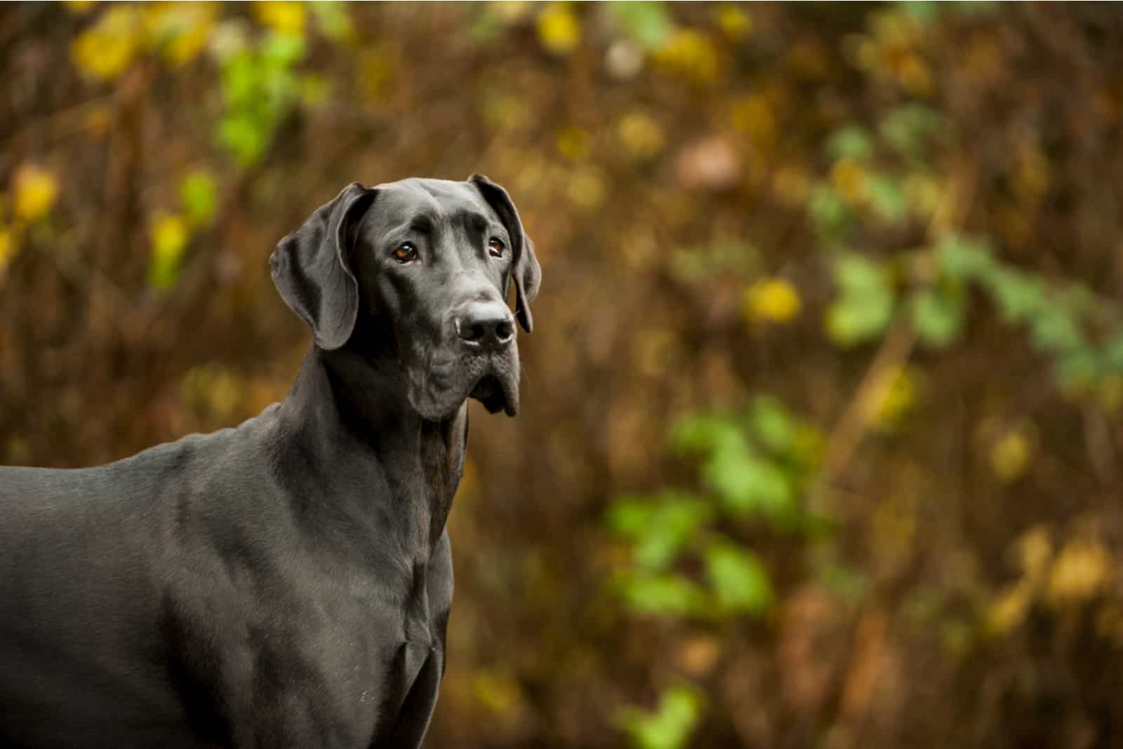 Great Dane standing in front of vegetation