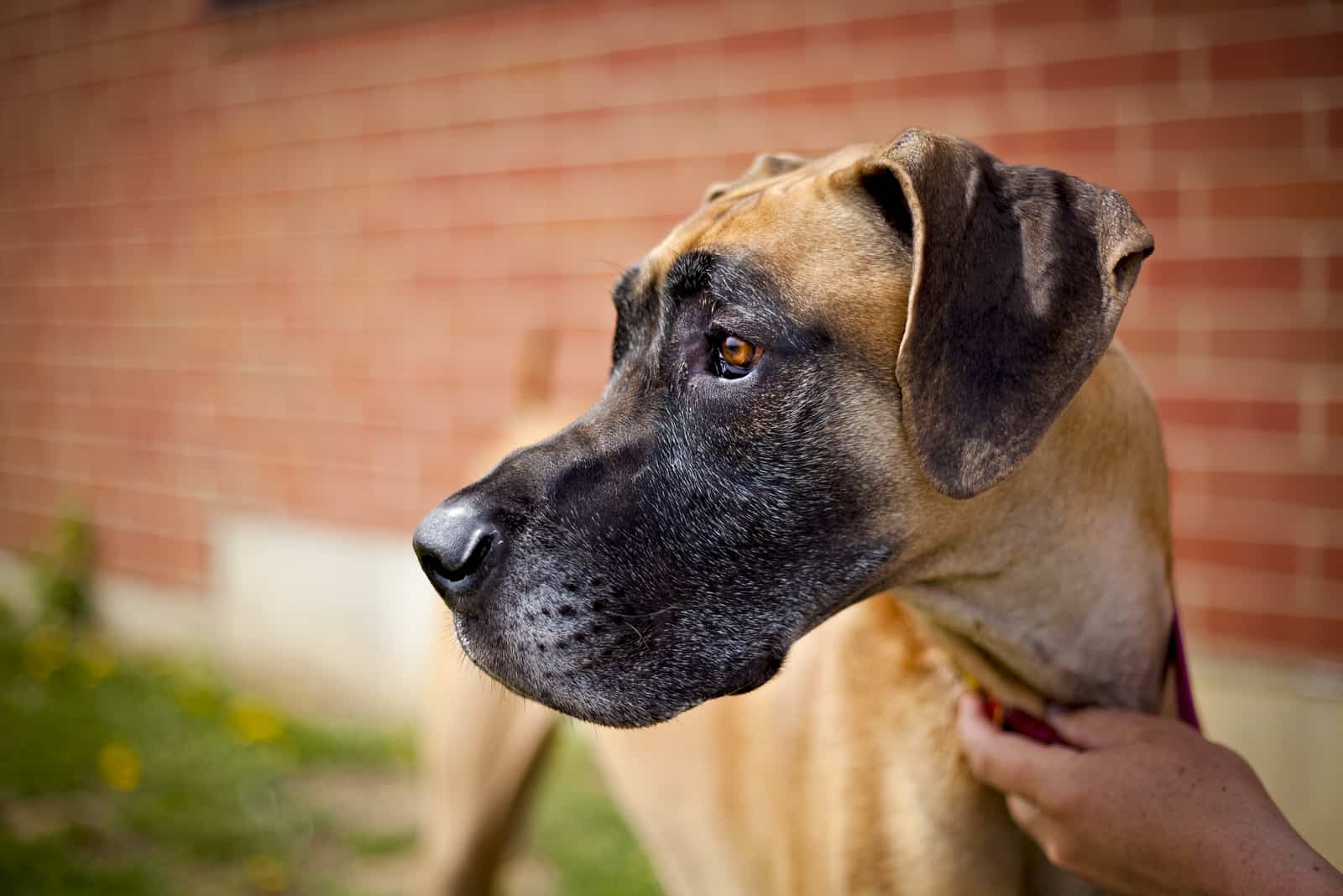 Great dane standing