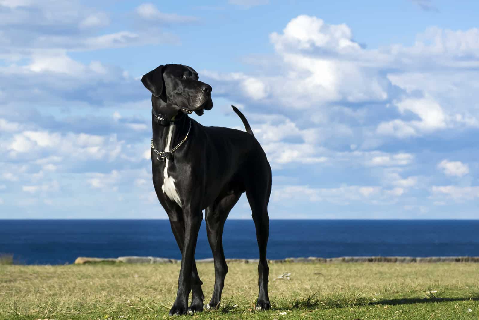 Great Dane walking outside