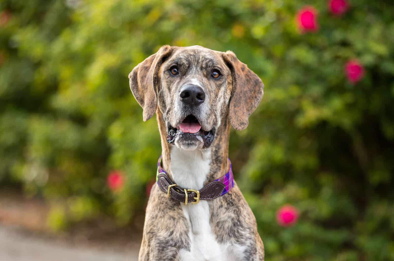 great dane wearing a collar