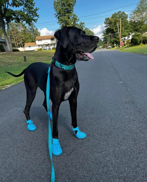 Great Dane with crocs on a walk