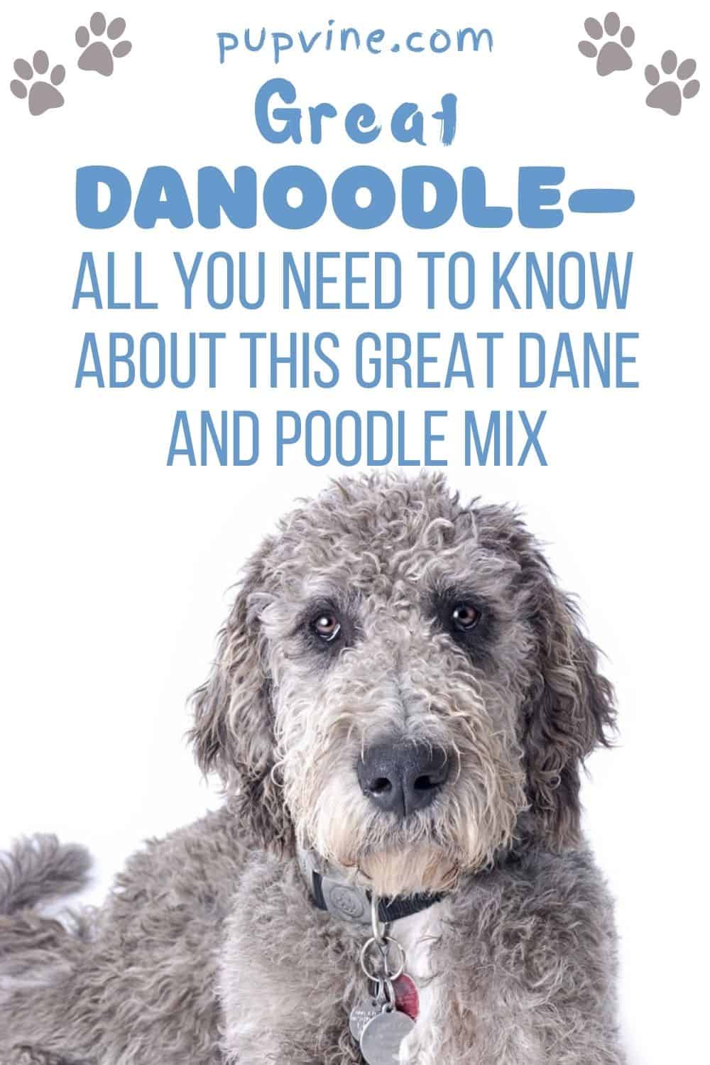 Great Danoodle – All You Need To Know About This Great Dane And Poodle Mix