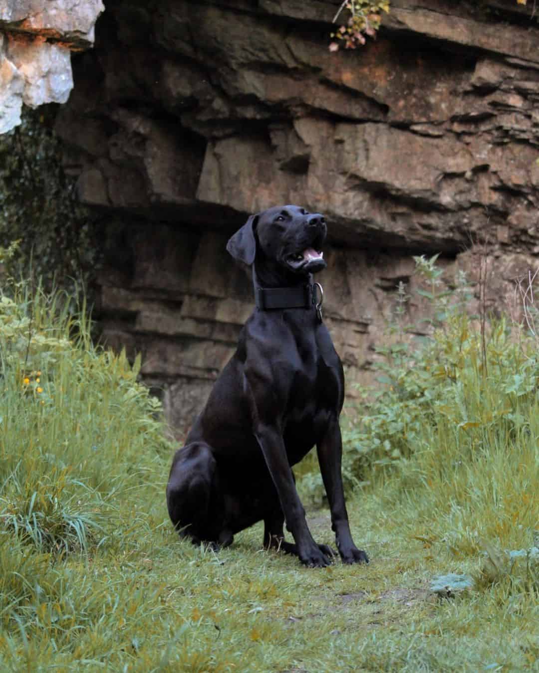 great doberdane portrait