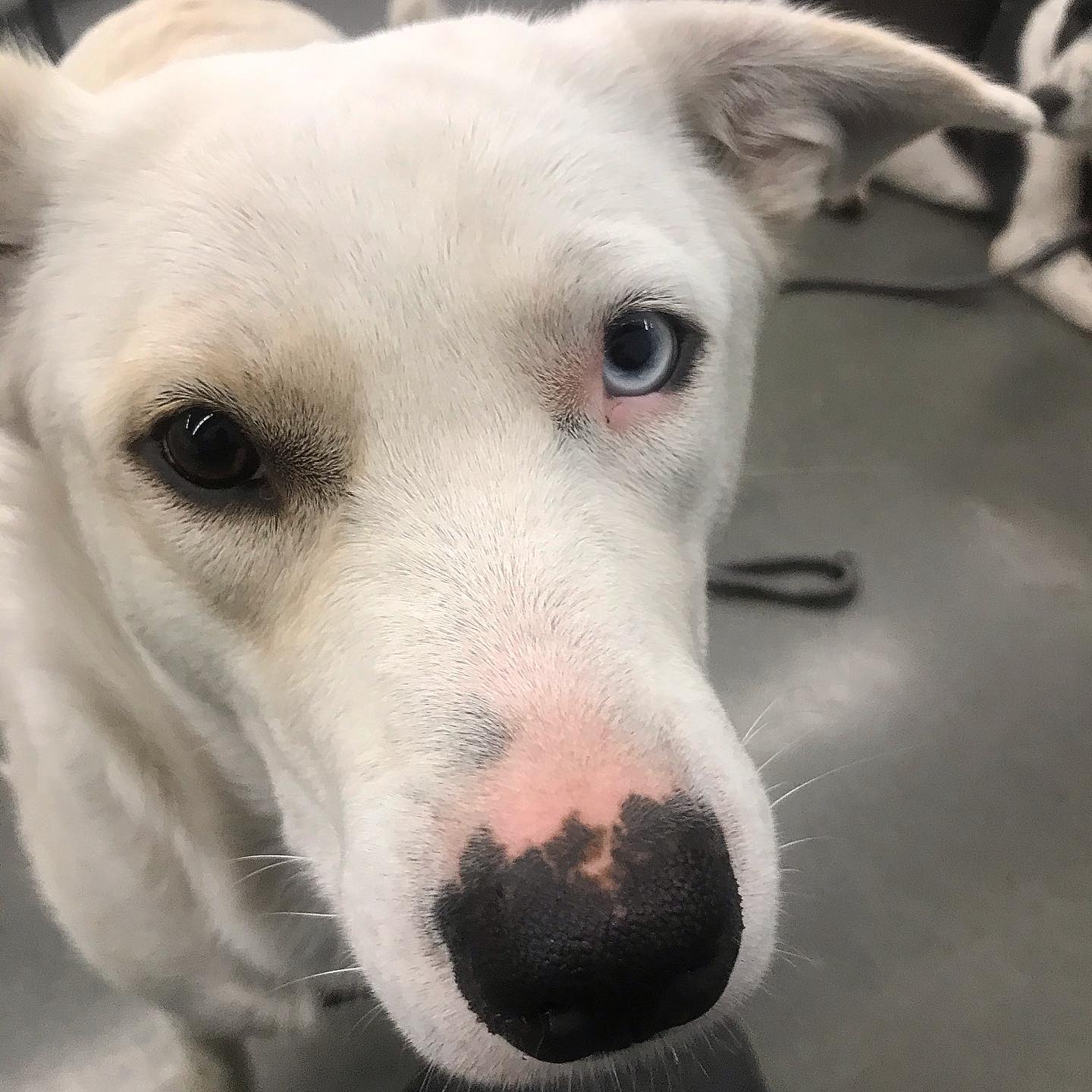 Great Pyrenees Catahoula Mix