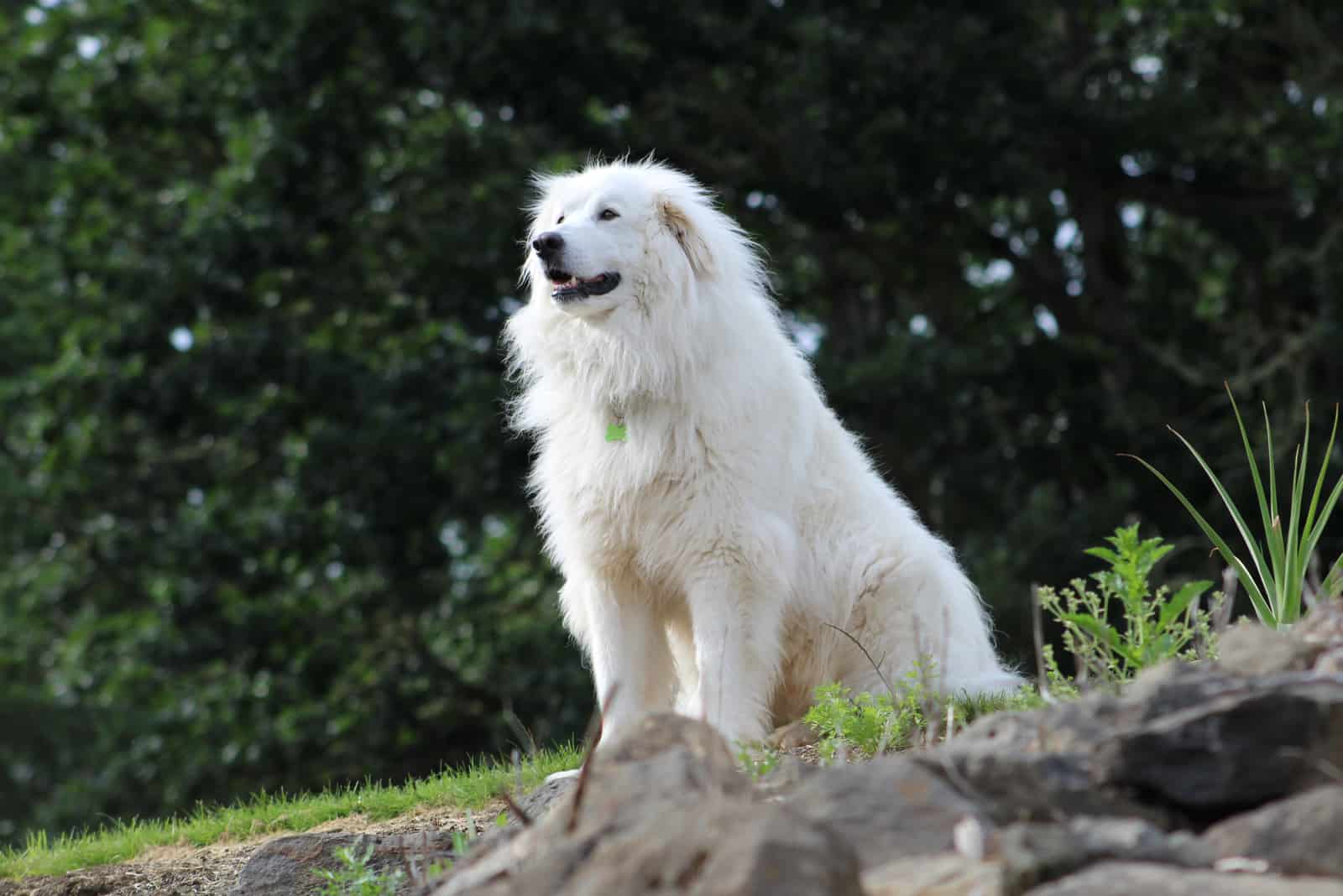 Great Pyrenees Colors: The White Color & 4 Markings