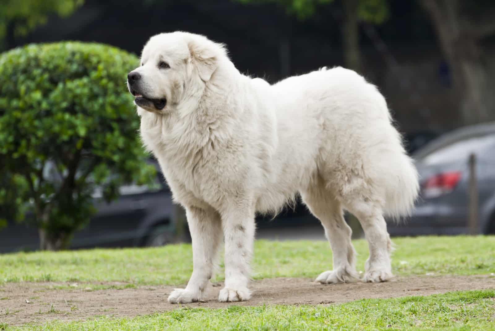 Great Pyrenees dog