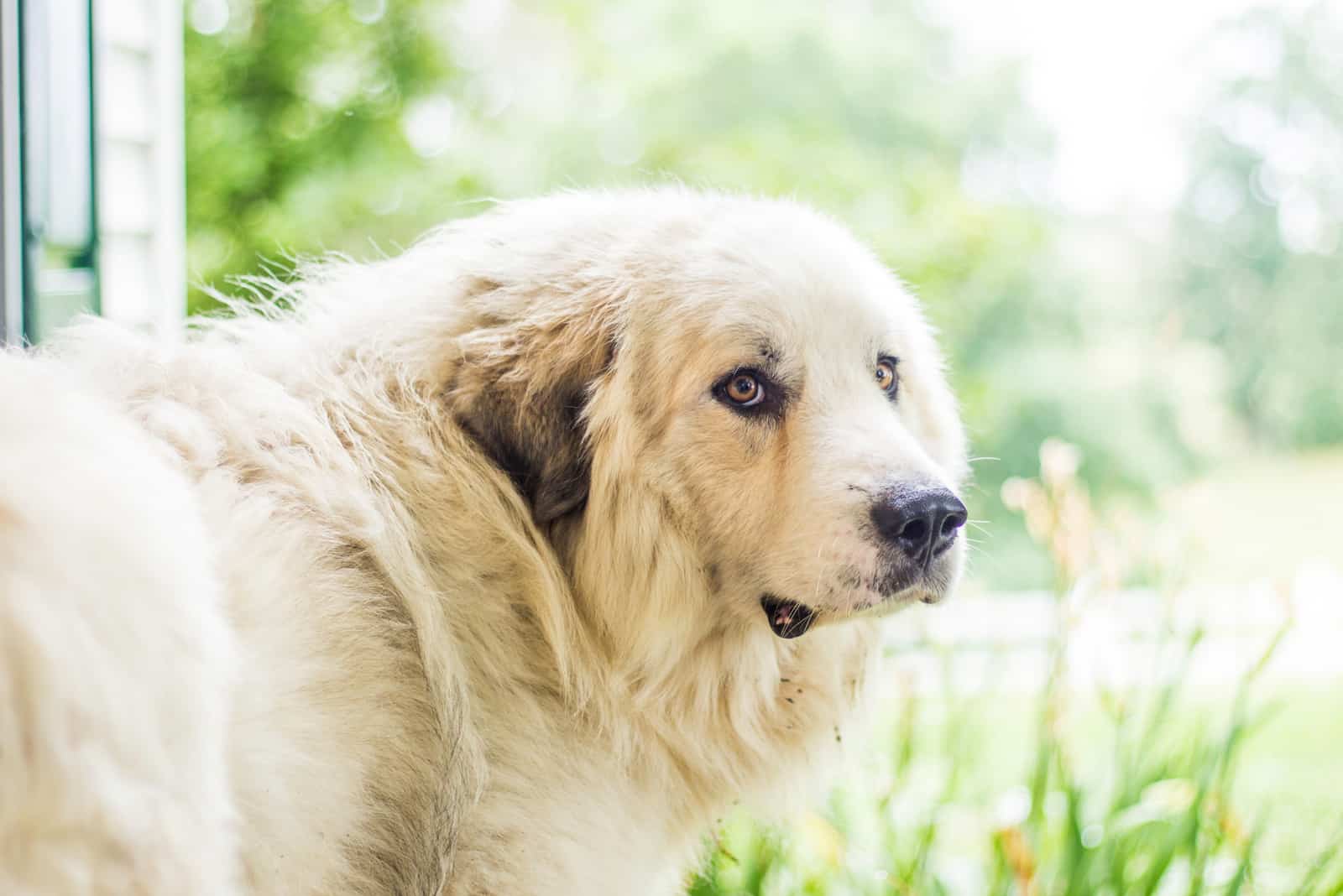 Great Pyrenees Dog