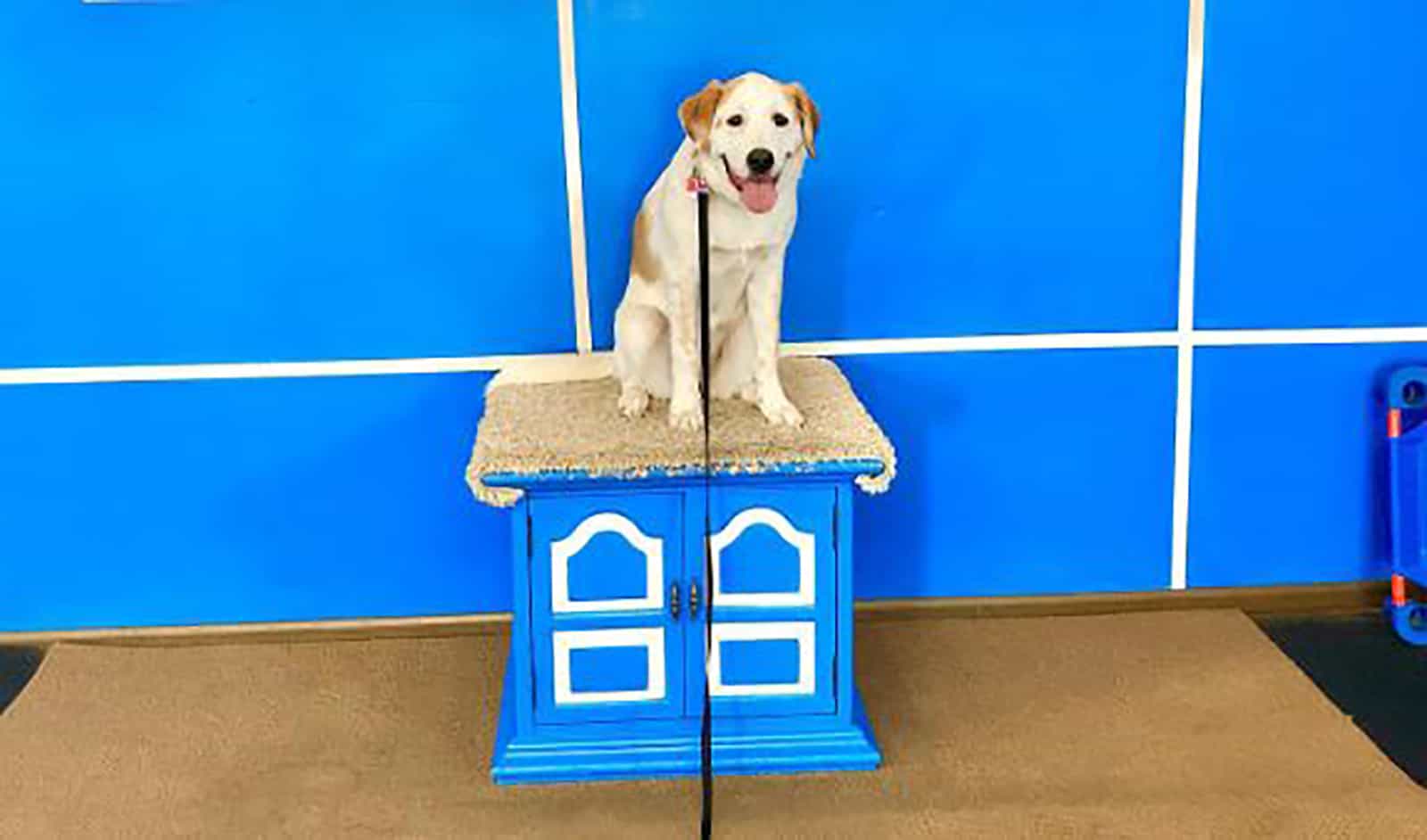 great pyrenees german shorthaired pointer