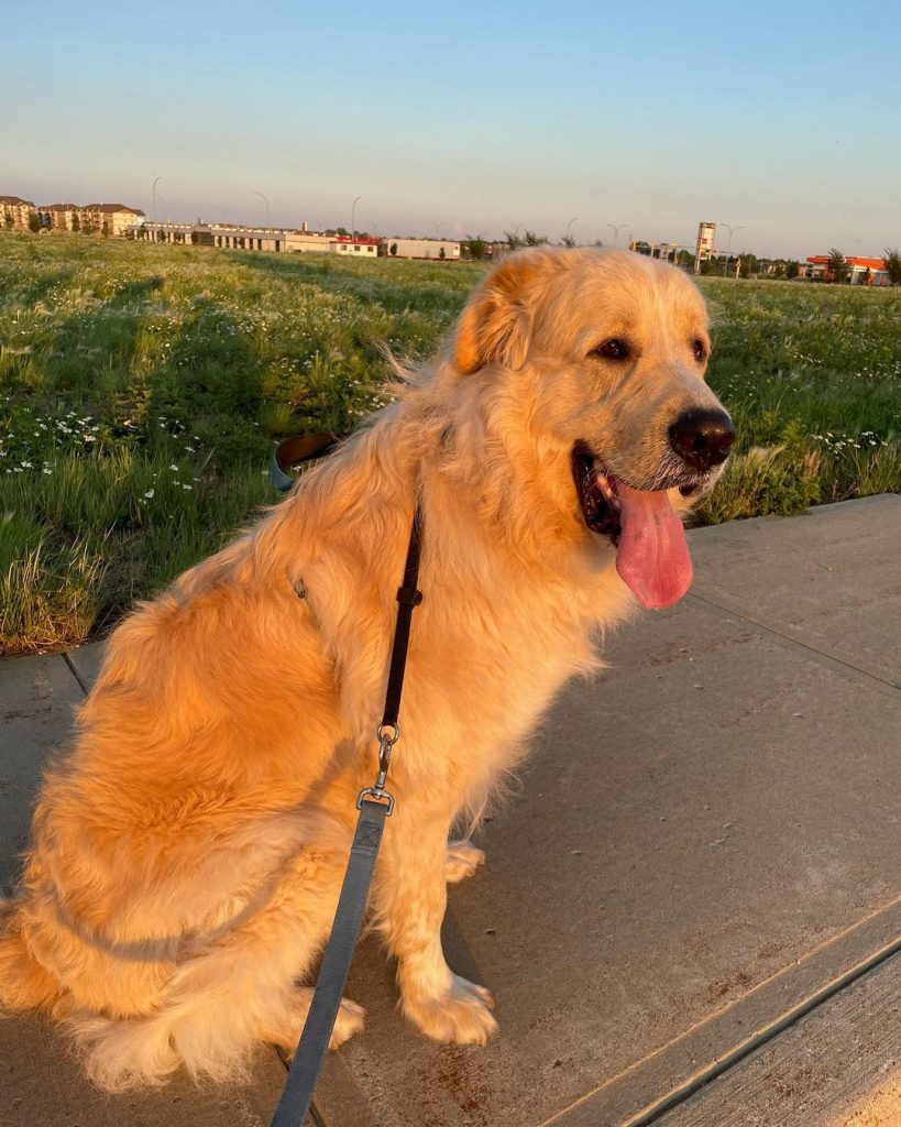 great pyrenees newfoundland mix