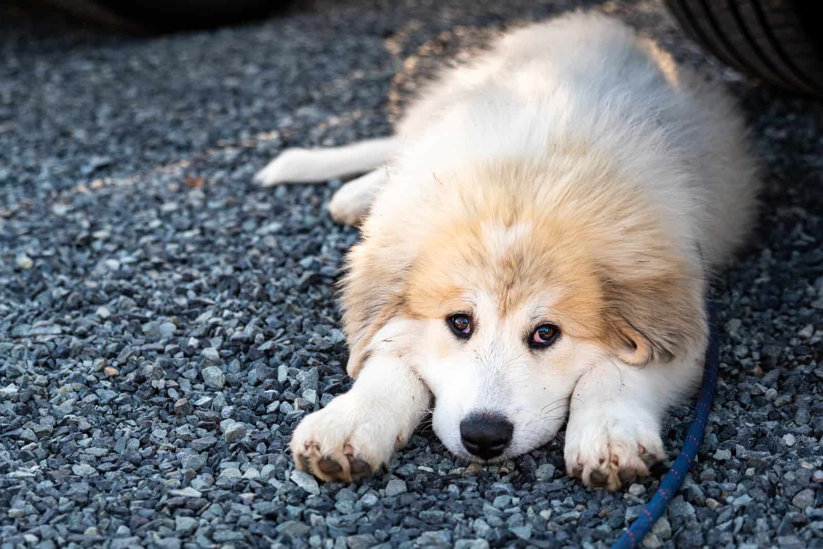 Great Pyrenees puppy laying down