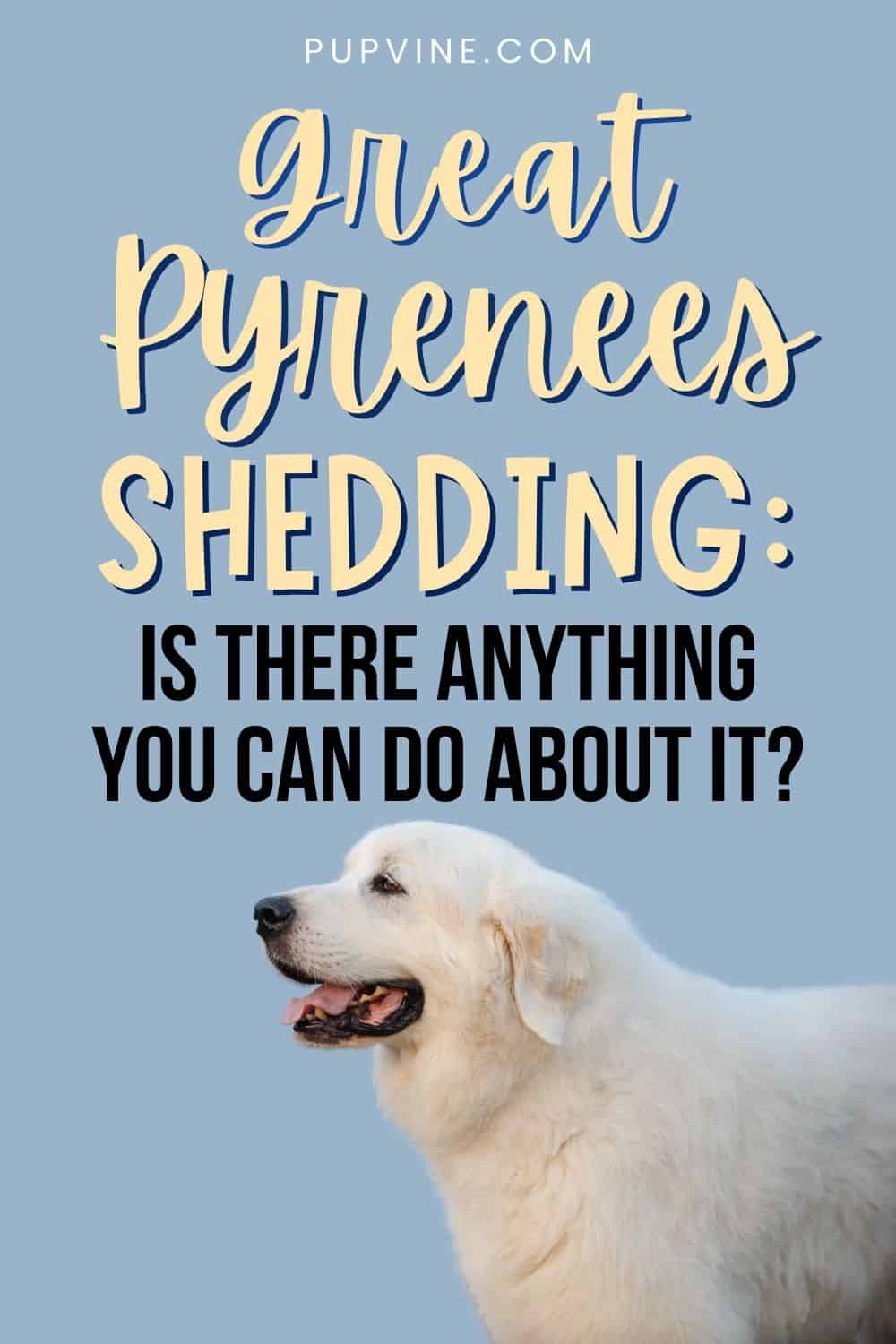 Great Pyrenees Shedding: Is There Anything You Can Do About It?