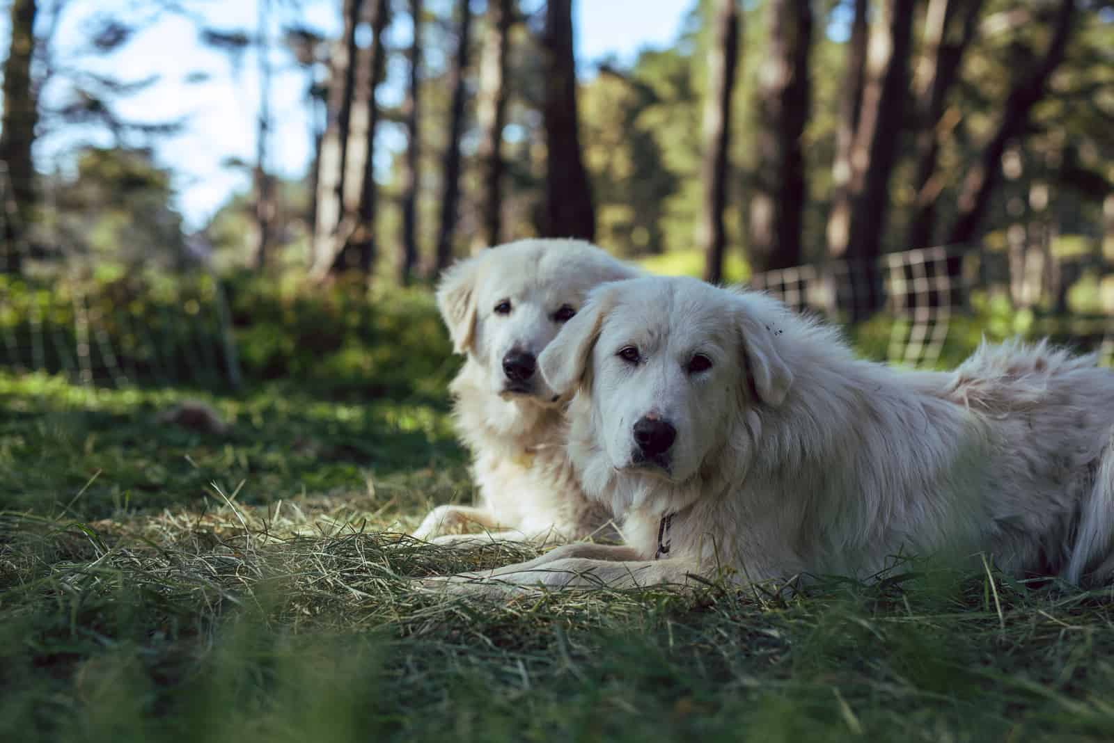 Great Pyrenees sheepdogs rest in a forest