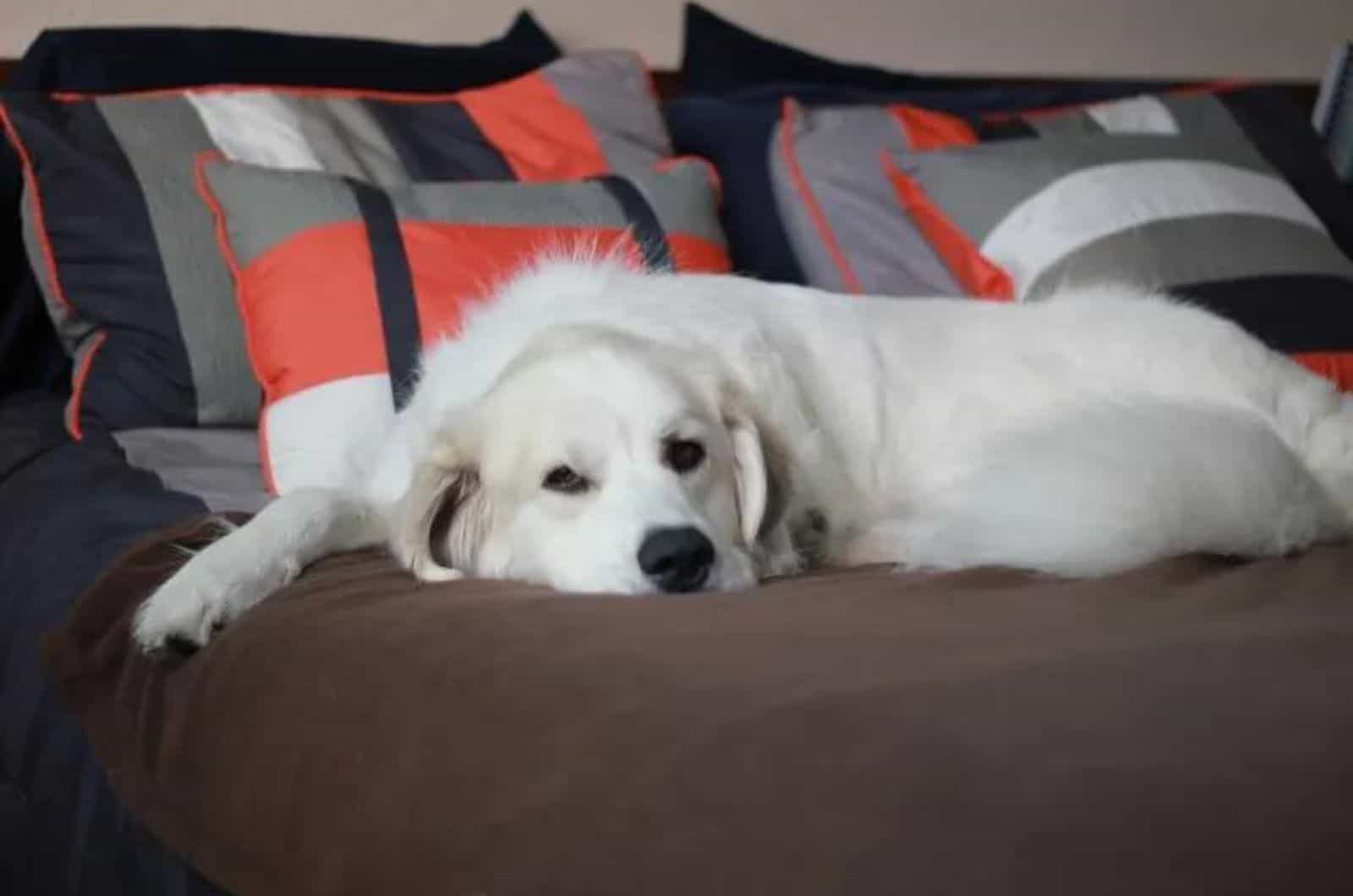 Great Pyrenees Training Tips You Didn’t Know You Needed