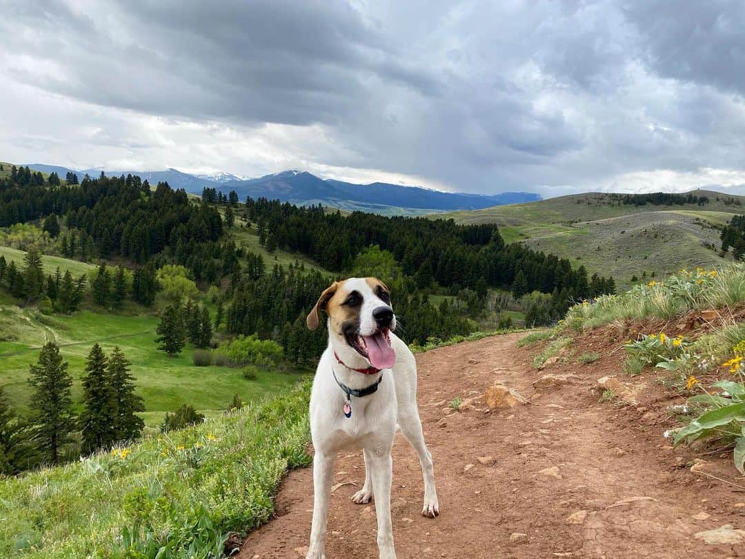 Great Pyrenees Boxer Mix