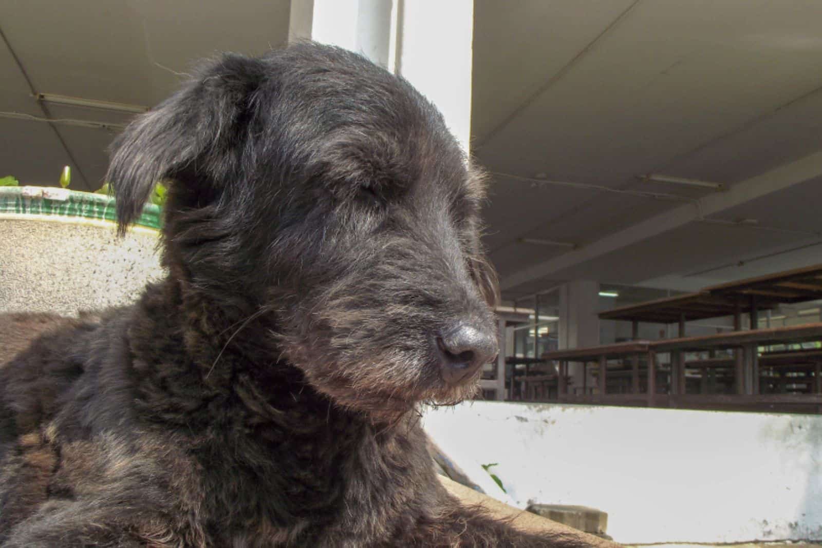 Great Schnauzer