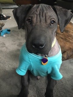 Great Shar Pei