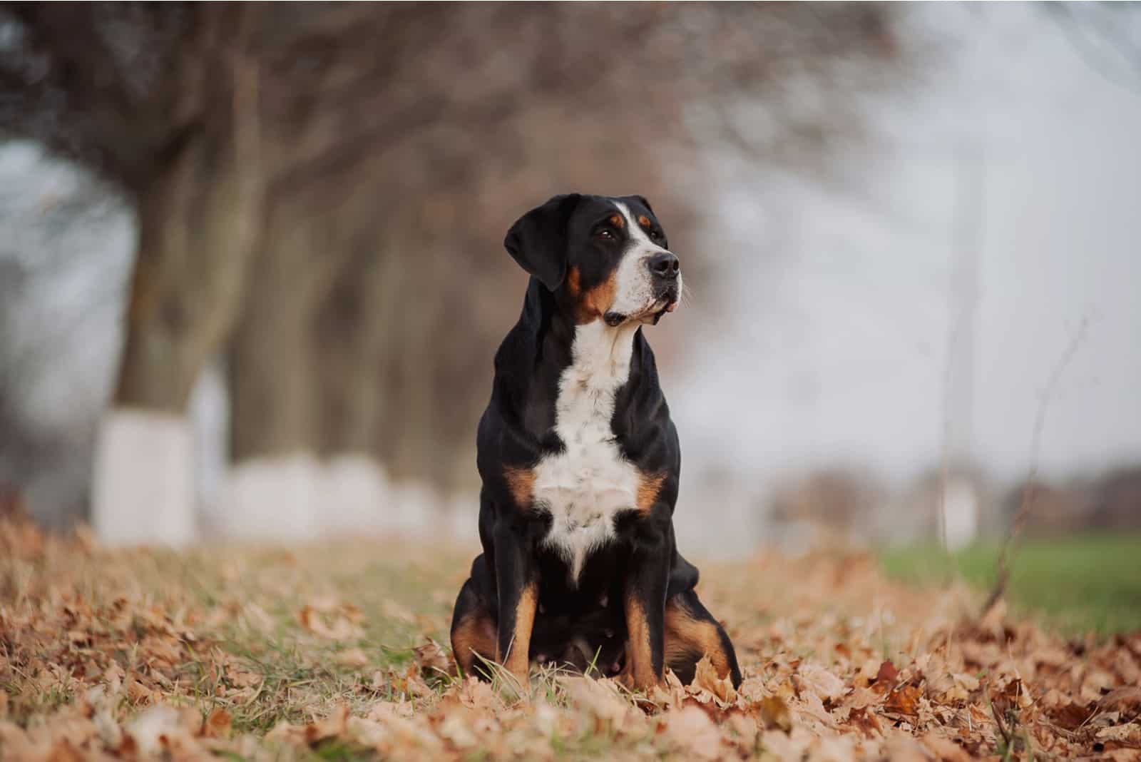 Greater Swiss Mountain Dog sitting on autumn leaves