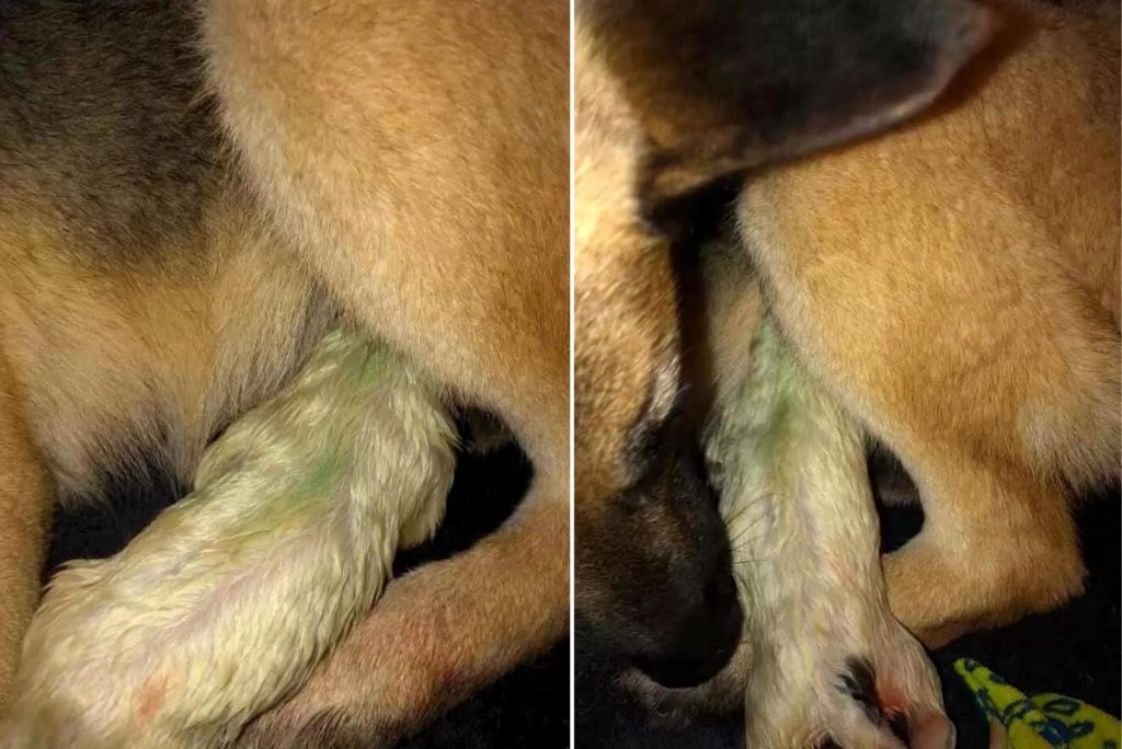 little green puppy lying beside his GSD mom