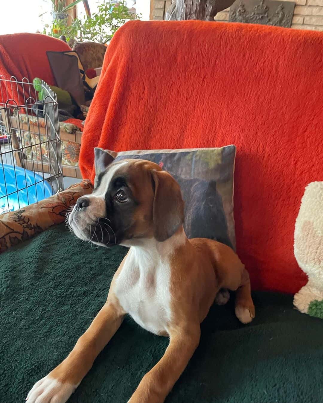 grenfel boxer puppy sitting