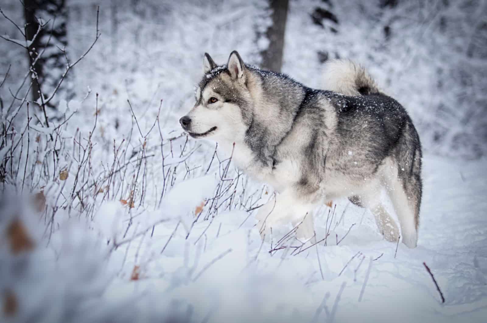 grey alaskan malamute