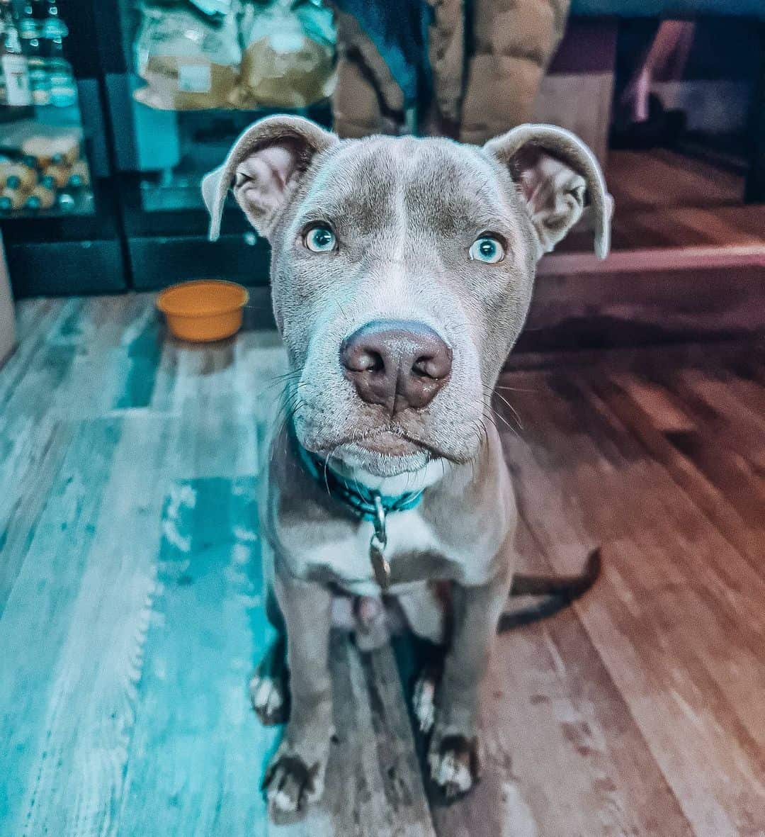 grey blue eyed pit bull