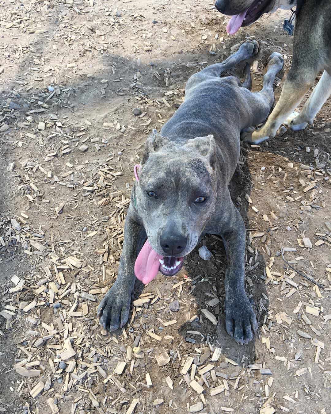 grey brindle pitbull