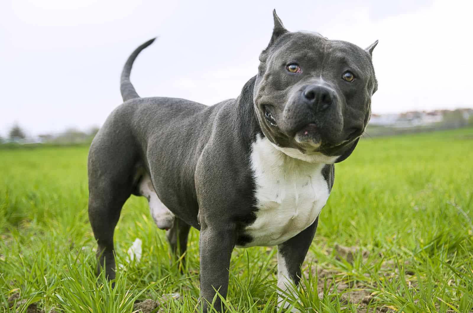 grey Bully looking at camera