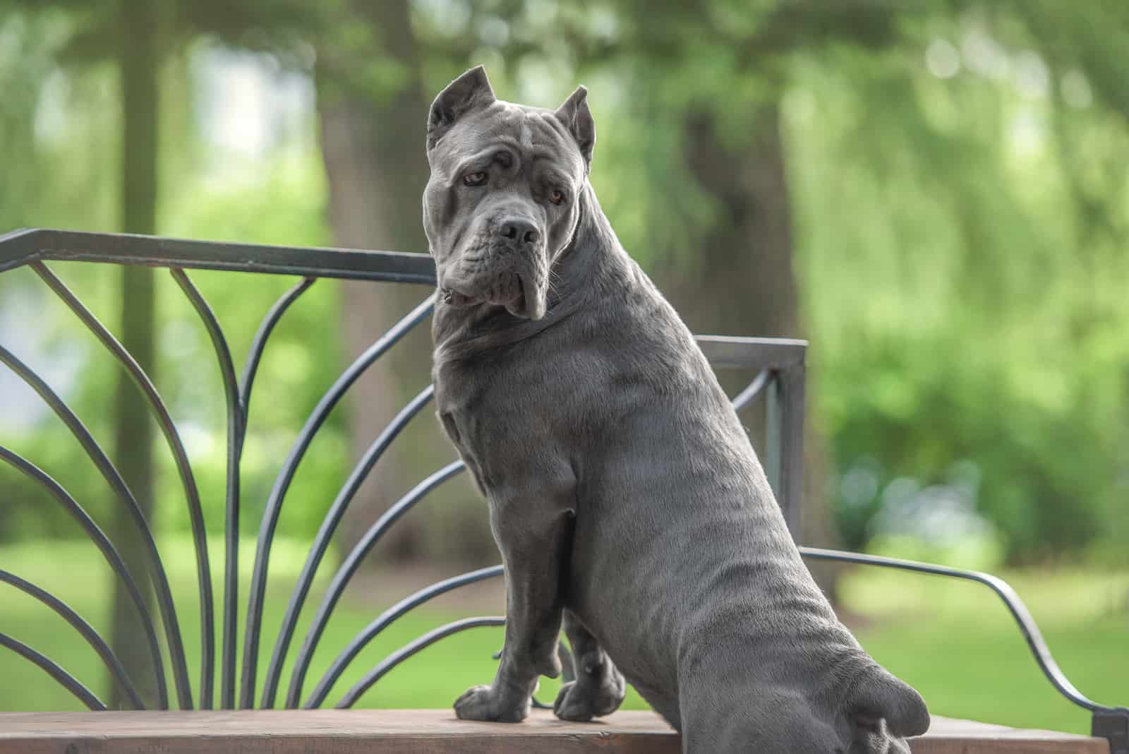 grey cane corso in park