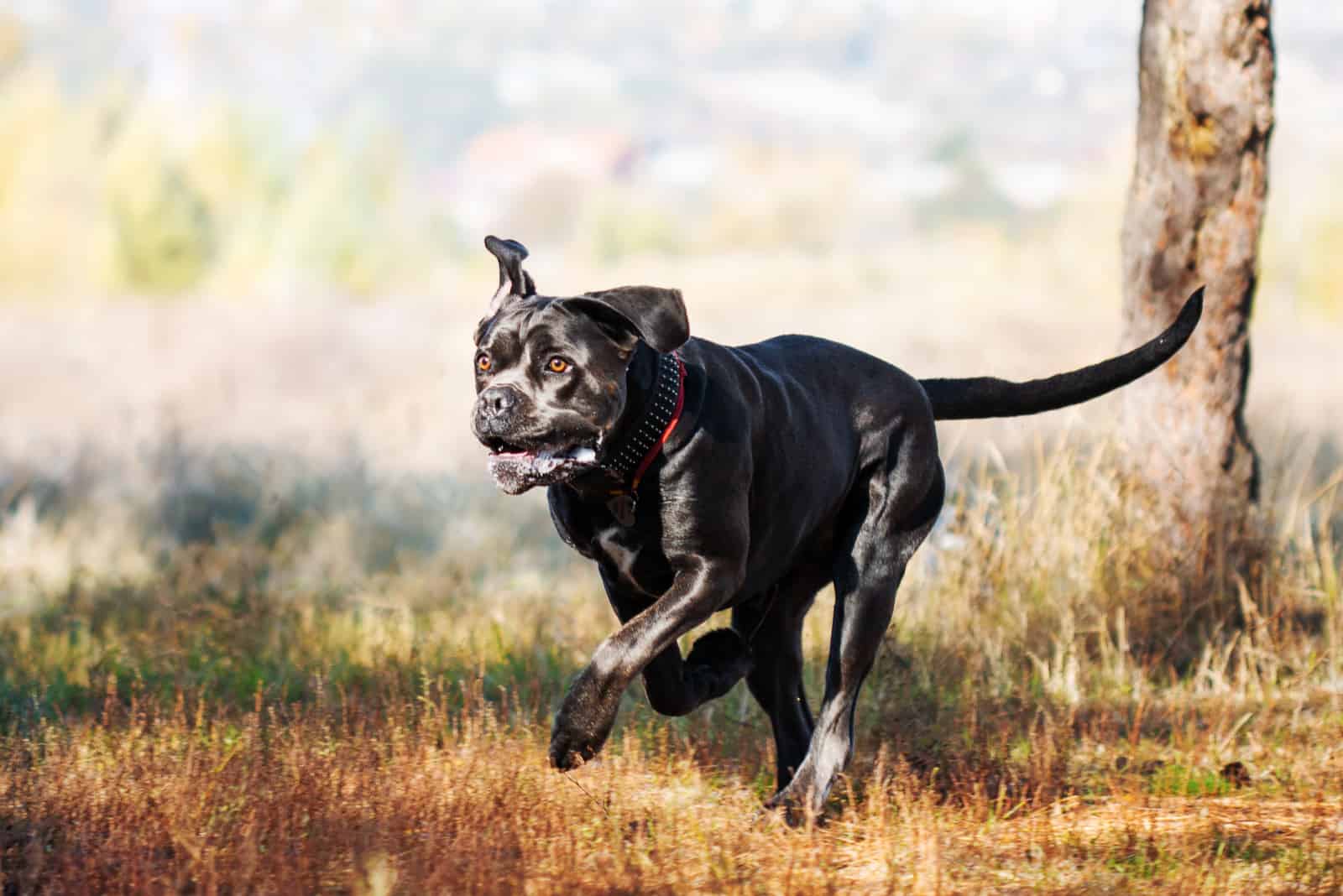 grey cane corso running