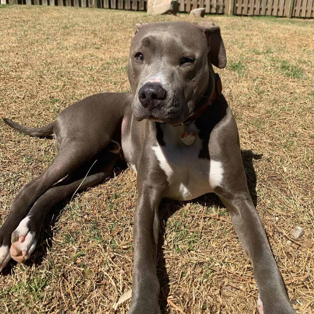 grey colby pitbull