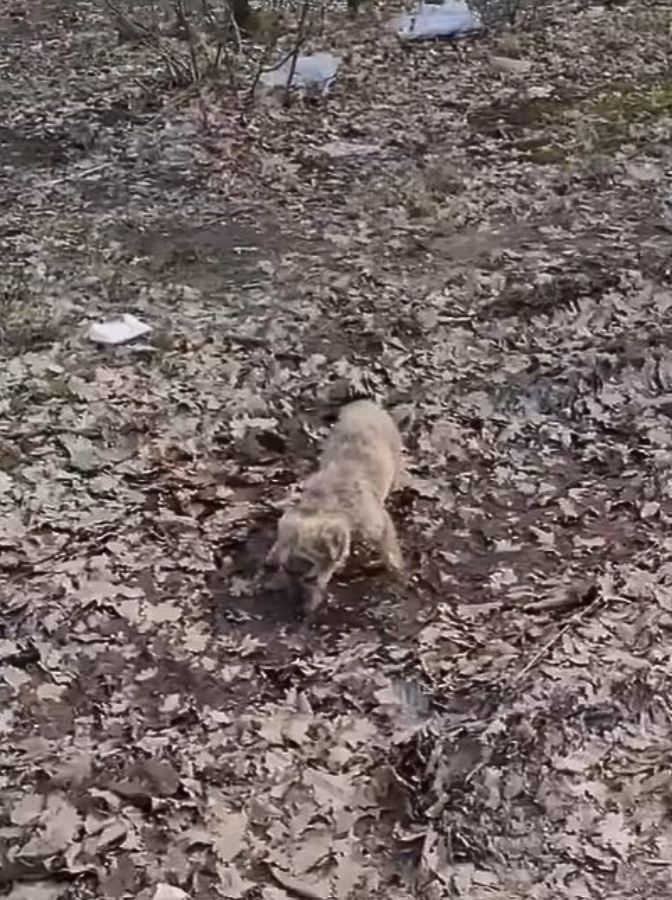 grey dog in a forest