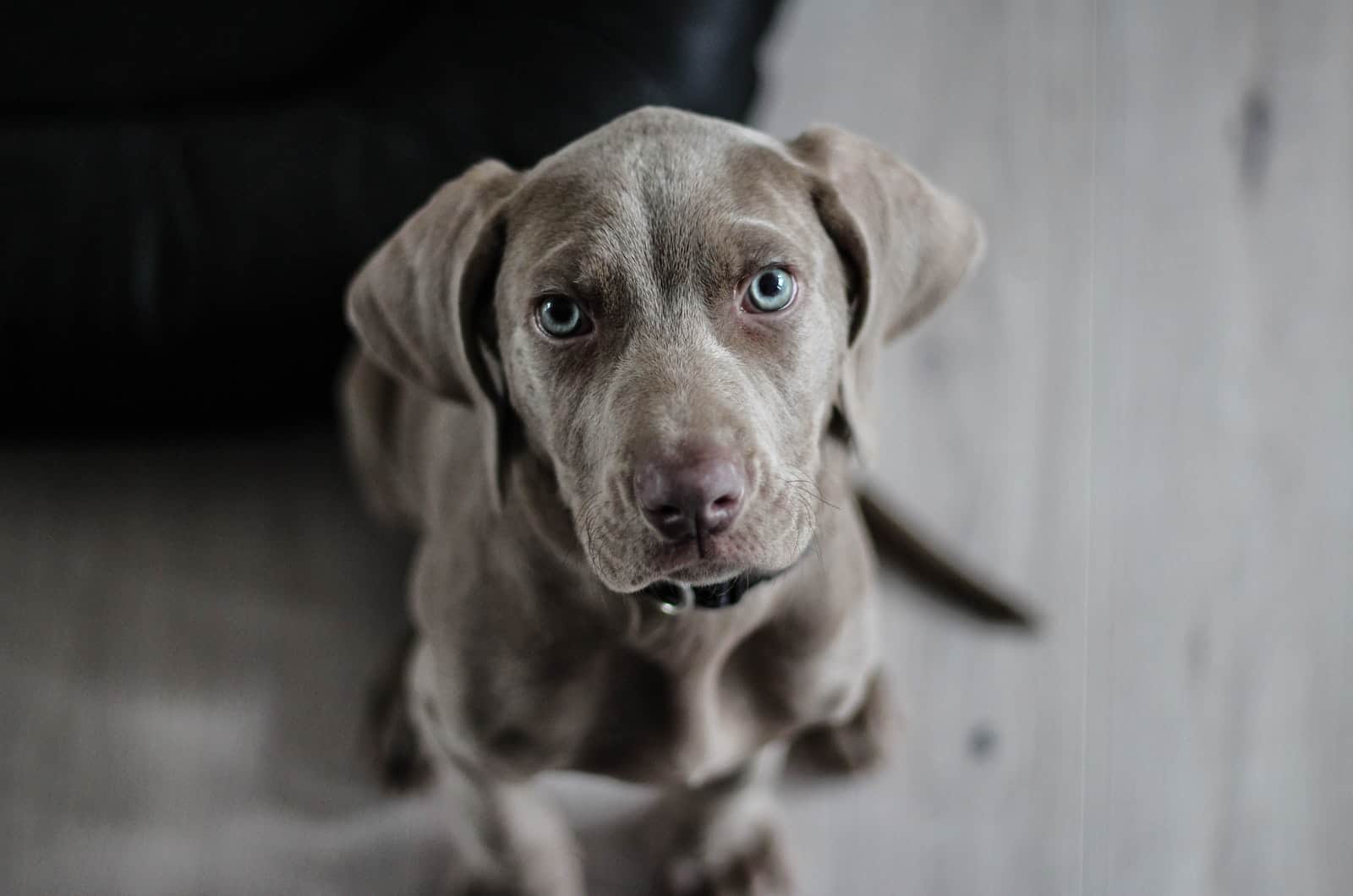 grey dog looking at camera