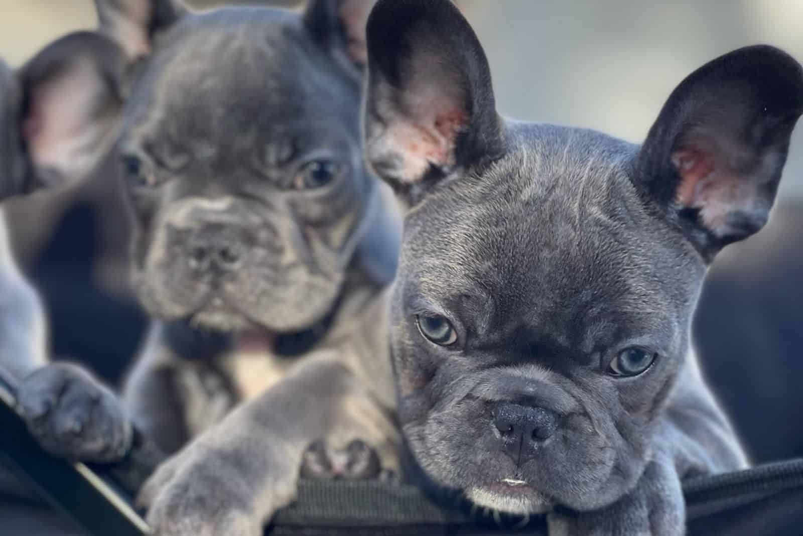 grey french bulldog