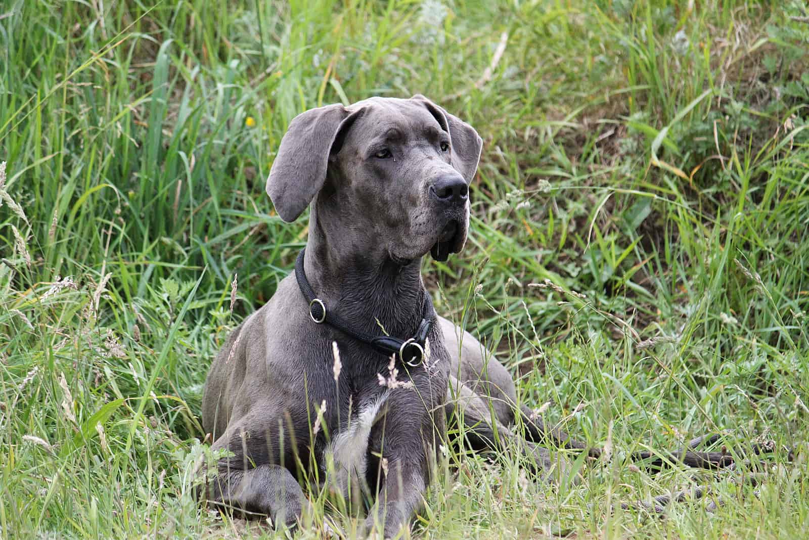 grey great dane is lying in a field