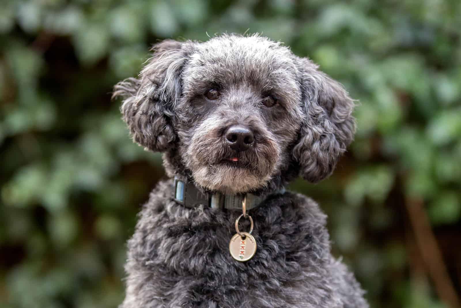 grey mini Schnoodle