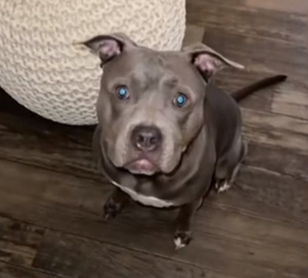 grey pit bull