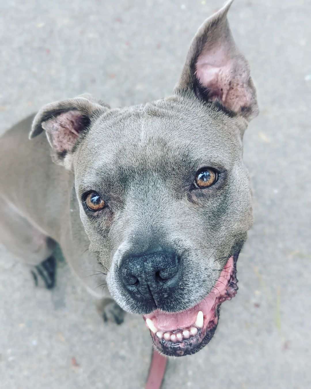 grey pitbull