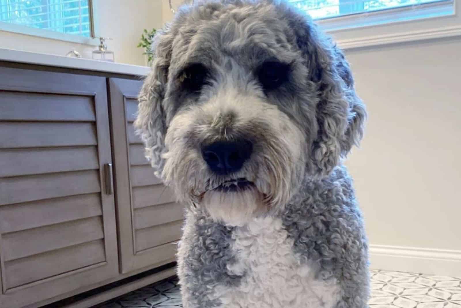 grey saint berdoodle puppy at home