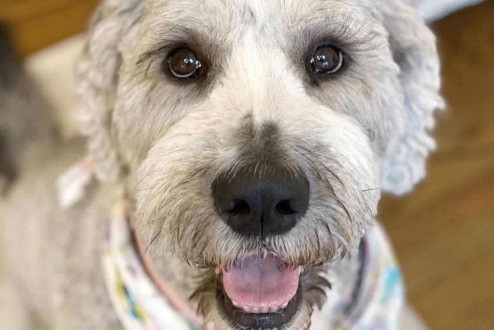 grey saint berdoodle